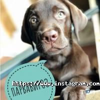 Белвет відгуки фото