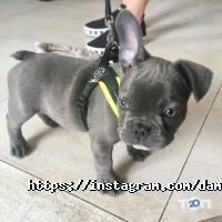 Dambo Київ фото