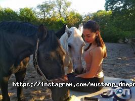 Спортивні секції Мустанг фото