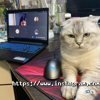 Шаг відгуки фото