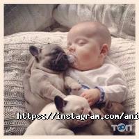 Animal park відгуки фото