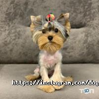 Doggy couture відгуки фото