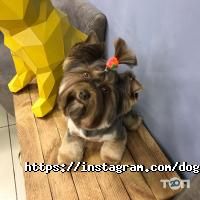відгуки про Doggy couture фото