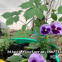 Флор де Сад отзывы фото