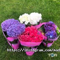 Магазини квітів Мадам Ред фото