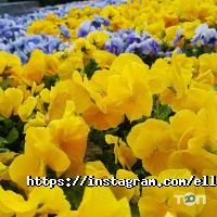 Istanbul Ellissiya фото