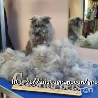 Celebrity Pets отзывы фото