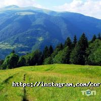 Делтон відгуки фото