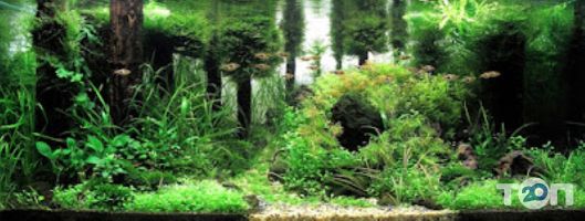 відгуки про Worldfish фото