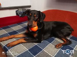 Котопес Кропивницький відгуки Котопес Кропивницький відгуки фото