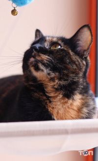 компания Котейня Муркит фото