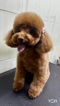 Зоомагазини і послуги для тварин WooHo фото