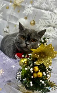 WooHo відгуки фото