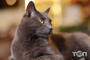 Котейня Муркит, кофейня - фото 10