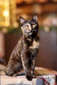 Котейня Муркит, кофейня - фото 9