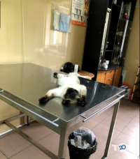 PetVet, ветеринарна клініка фото