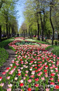 Дендропарк Кропивницкий - фото 9