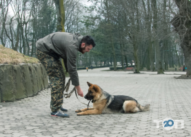 Зоомагазини і послуги для тварин Train Your Dog фото