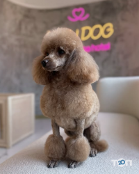 Зоомагазини і послуги для тварин Lulu Dog фото