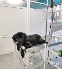 Ветеринарные клиники VetMedico фото