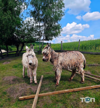 Екоферма «Веселі козенята» фото