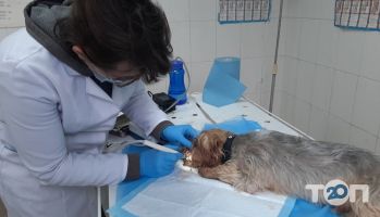 Лабораторія ветеринарної медицини відгуки фото