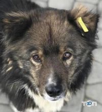 Центр стерилізації тварин Чернівці фото
