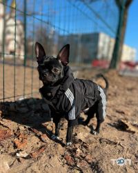 gooddog_look, одежда для собак фото