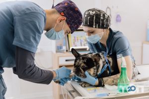 Vet House відгуки фото