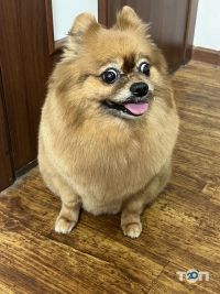 DogBrands відгуки фото