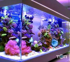 АкваПапа, магазин акваріумів фото