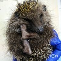 відгуки про Алексвет фото