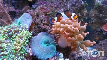Aqua life Одеса фото