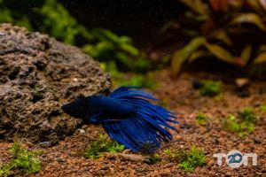 Palamarchuk Aqua Design, студія акваріумів - фото 9 Palamarchuk Aqua Design, студія акваріумів - фото 9