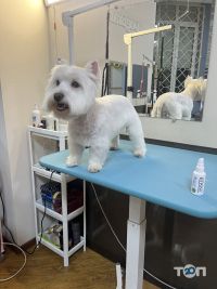 Ветеринарні клініки DogBrands фото