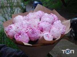 Роза ІФ відгуки фото