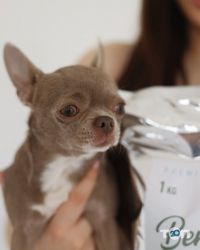 Benvenuti, магазин кормів для домашніх тварин фото