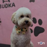 Зоомагазини і послуги для тварин Budka фото