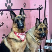 відгуки про Budka фото