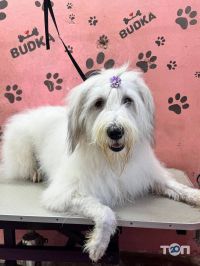 Budka відгуки фото