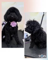 Budka, грумінг-салон фото