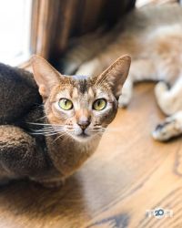 відгуки про Cat Cafe фото