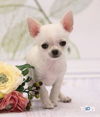 відгуки про Chihomaniay фото