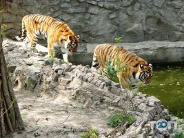 Миколаївський зоопарк відгуки фото