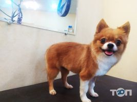 DogBrands Київ фото