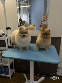 відгуки про DogBrands фото