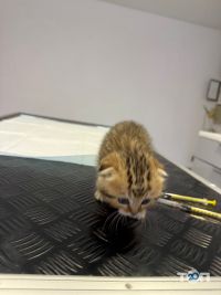 MyVet отзывы фото