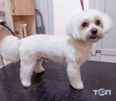 відгуки про Groomerie фото