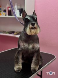 Грумінг на набережній Перемоги фото