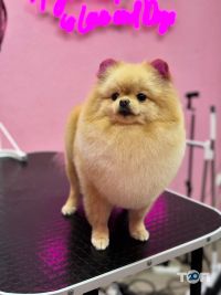 Зоомагазини і послуги для тварин Грумінг на набережній Перемоги фото